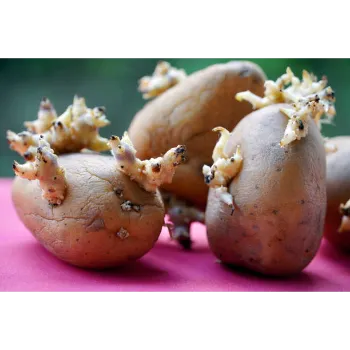 Potato (46)-9666456-93732.webp